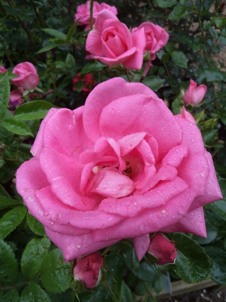 ZEPHERINE DROUHIN (climber) | Garden Roses | Pococks Roses | The